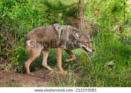 Coyote (Canis latrans) Prowls by Den - captive animals