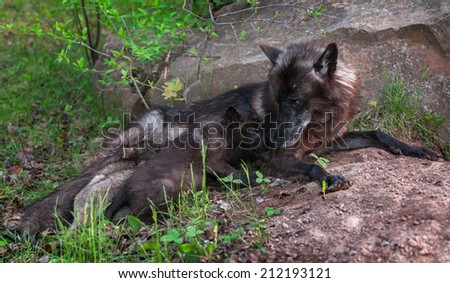 Black Wolf (Canis lupus) Feeds Her Pups - captive animals