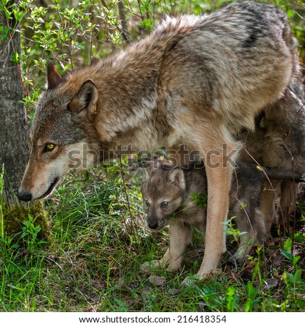 Grey Wolf (Canis lupus) Mother and Pup - captive animals