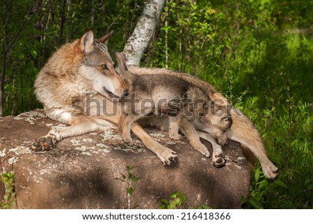 Grey Wolf (Canis lupus) and Pup on Rock Looking Right - captive animals