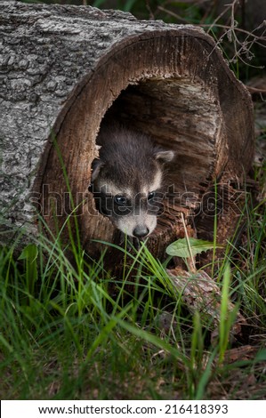 Baby Raccoon (Procyon lotor) Pokes Head out of Fallen Tree - captive animal
