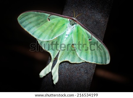 Luna Moth (Actias luna) - against natural habitat (nighttime) background
