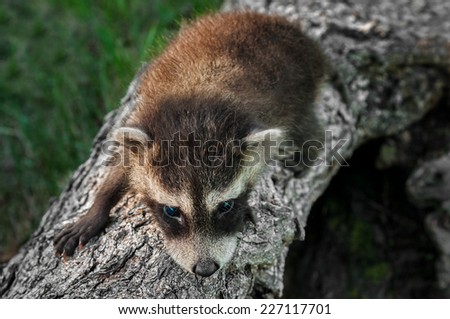 Baby Raccoon (Procyon lotor) Crawls Along Log - captive animal