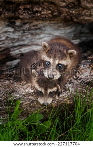 Baby Raccoon (Procyon lotor) Stands Atop Sibling - captive animal