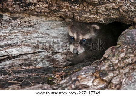 Baby Raccoon (Procyon lotor) Peers Out from Inside Log - captive animal