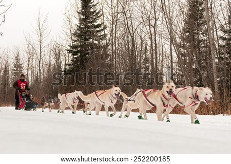 GRAND MARAIS MN - JANUARY 26: Marla Brodsky\'s team races on the trail during the Mid-distance portion of the John Beargrease Sled Dog Race. Brodsky finished 22nd on January 26 2015 in Grand Marais MN