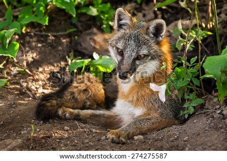 Grey Fox Vixen (Urocyon cinereoargenteus) and Flower at Densite - captive animal