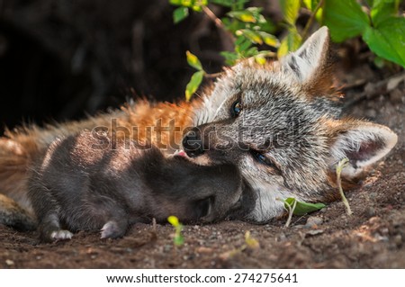 Grey Fox Vixen (Urocyon cinereoargenteus) and Kit Snuggle - captive animals