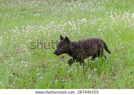 Black Wolf (Canis lupus) Pup Runs Through Wet Grass - captive animal