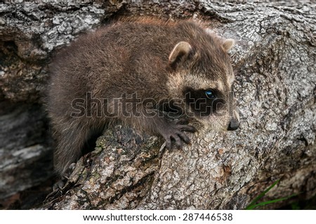 Baby Raccoon (Procyon lotor) Crawls up Log - captive animal