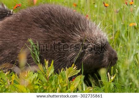 Porcupine (Erethizon dorsatum) Side in Grass - captive animal