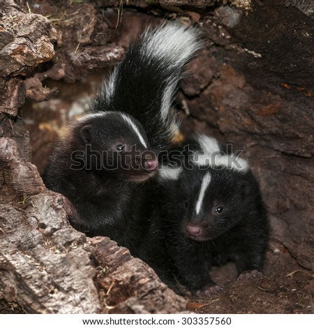 Two Baby Striped Skunks (Mephitis mephitis) in Log - captive animals