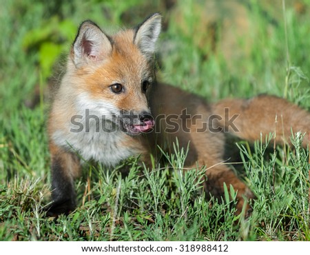 Red Fox Kit (Vulpes vulpes) with Curled Tongue - captive animal