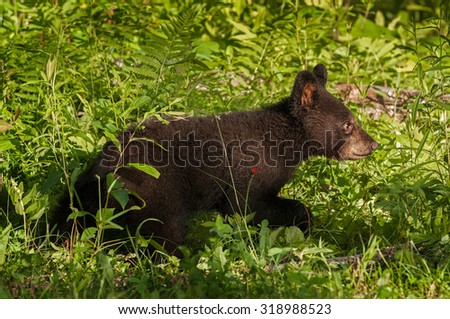 Young Black Bear (Ursus americanus) Runs Right Through Grass - captive animal