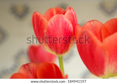 Close up group of red tulip bulbs blossoming