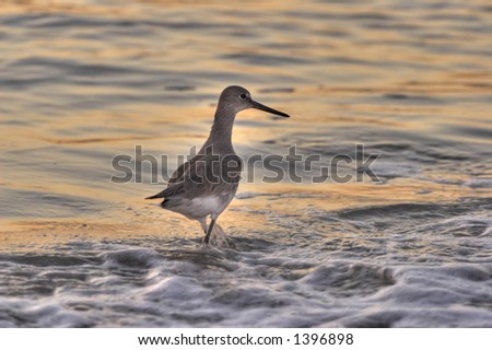 seagull in the water, seagulls, bird, birds, beach, sand, ocean, sea, water waves, sunset, light, dusk, foamy, birding, florida