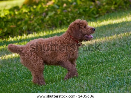 golden doodle, dog, puppy, dogs, new breed, canine, curly hair, playing, lawn