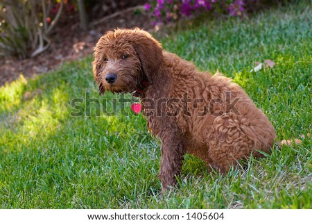 golden doodle, dog, puppy, dogs, lawn, retriever, poodle, curly, hair