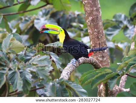 A Keel Billed Toucan eating.  Also called a Rainbow Toucan.  He juggles a tiny piece of food in his huge beak.  They break of fa small piece of food, toss it in the air and catch it.