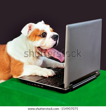 dog play computer.