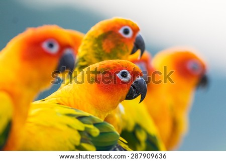 Pair of bonded parrots