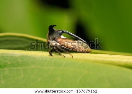 isolated animal insect ground beetle