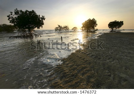 Mangroves, Malaysia - The tide making its way in towards a mangrove forest by the coast in the late afternoon.