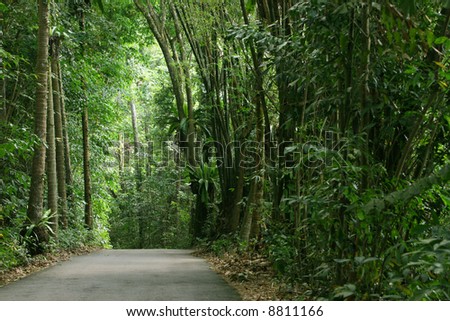 Path leading through the tropical jungles of Pulau Ubin (Granite Island), Singapore