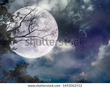 Similar – Foto Bild Vollmond hinter Baumzweigen bei Nacht