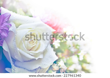 Beautiful rose flower, high key abstract and soft color style for background,shallow DOF focus on rose
