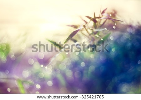 Defocused Bokeh, twinkling lights vivid color blurred bokeh spring from bamboo leaf background. Abstract nature and soft tone color style.