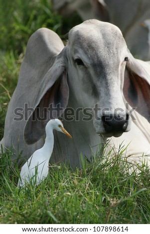 Cattle Egret (Bubulcus ibis) with cattle taken by Tarcoles River, Costa Rica, Central America.