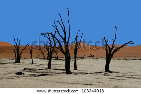 Calcined trees at Dead Vlei, Sossusvlei, Namibia, Southern Africa.