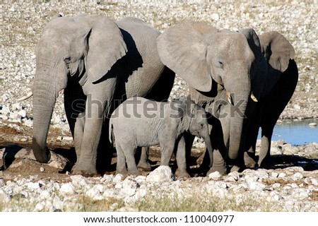 African Elephant Family (Loxodonta Africana) drinking at a water hole at Etosha, Namibia, Southern Africa.