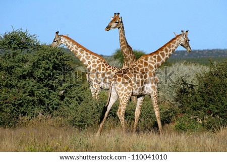 Three Giraffes (Giraffa camelopardalis). Looks like a push me pull me! Taken at Etosha, Namibia, Southern Africa.