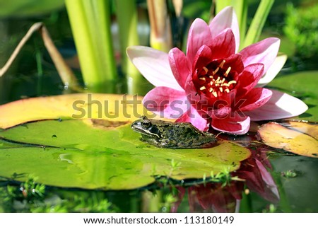 Common Frog (Rana temporaria) sat on pond lily pad with pink Lily flower in background. Taken in Forfar, Angus, Scotland.