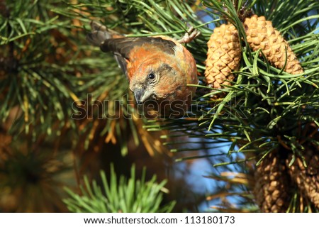 Male Common Crossbill (Loxia curvirostra) eating Pine Cone seeds. Taken at Forfar Loch, Angus, Scotland.