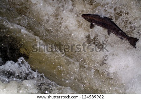 Atlantic Salmon (Salmo salar) leaping in turbulent waterfalls in Perthshire, Scotland