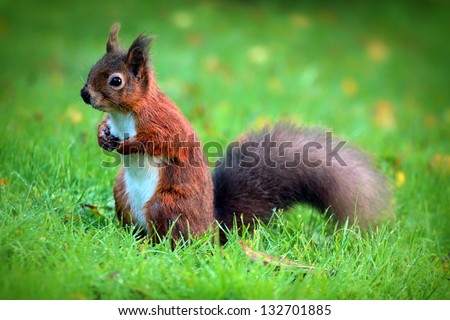 Red Squirrel (Sciurus vulgaris) taken at Finavon, Angus, Scotland.