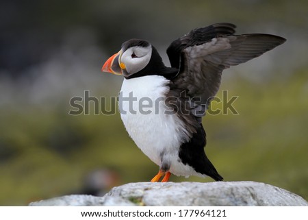 Atlantic Puffin (Fratercula arctica) stood on cliff top stretching wings