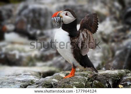 Atlantic Puffin (Fratercula arctica) stood on cliff top stretching wings with sand eels in its beak