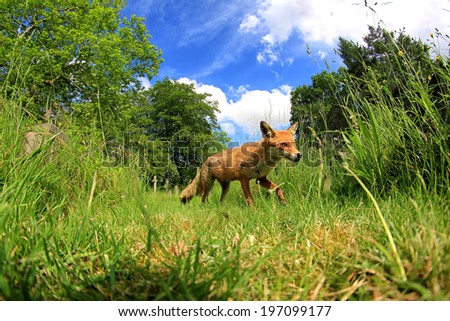European Red Fox (Vulpes vulpes) Vixen amongst the grass with blue sky
