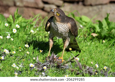 Wild Eurasian Sparrowhawk (Accipter nisus). Plucking its Starling prey on grass area with daisy's. Taken in Scotland, UK.