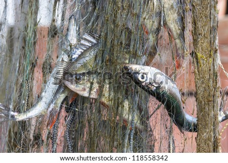 Fishes like perch in net