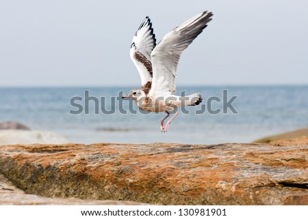 Closeup of a sea gull or mew