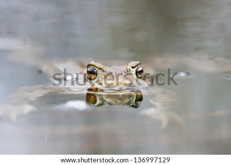 Brown frog swimming in water, head out of water