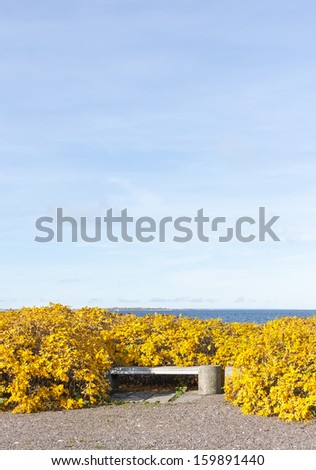 Small white bench in yellow bushes in autumn, sea in background
