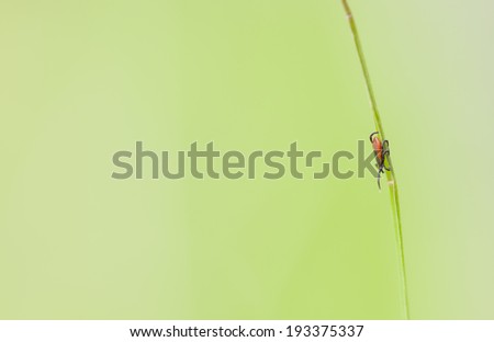 Macro picture of a small red tick insect on a green plant leaf