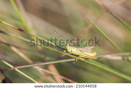 Close up of a green grasshopper sit on a grass straw