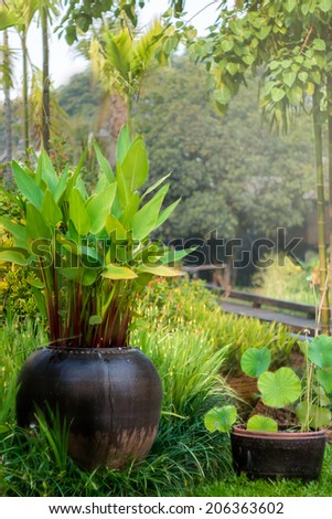 Green garden with plant in jar decor in resort,Thailand